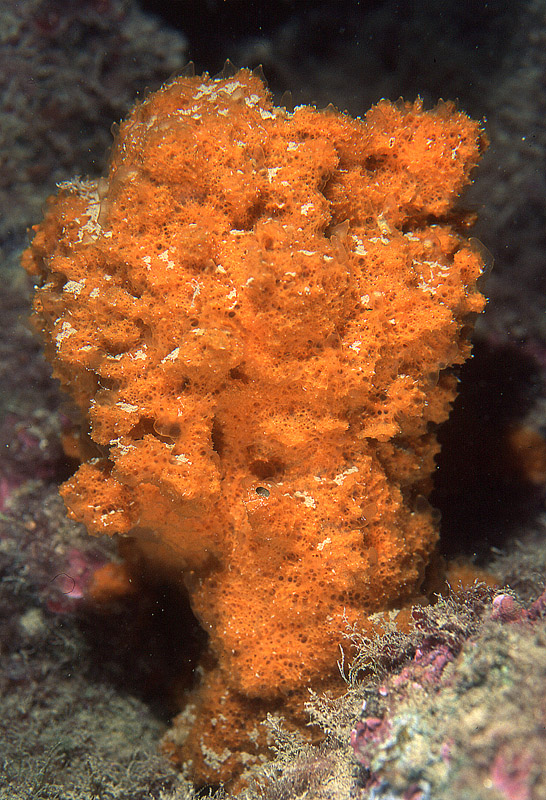 Myxilla fimbriata